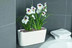 Lechuza® Delta Self-Watering Windowsill Planters -Gardene Supply Sales 8590298 01V tif