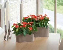 Lechuza® Delta Self-Watering Windowsill Planters -Gardene Supply Sales 8590298 04V tif