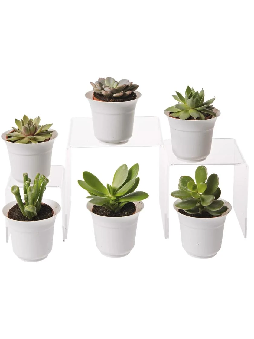 Succulent Terrarium Plant Collection, Set of 6 Succulent Terrarium Plant Collection, Set Of 6 -Gardene Supply Sales 8591769 3597 tif
