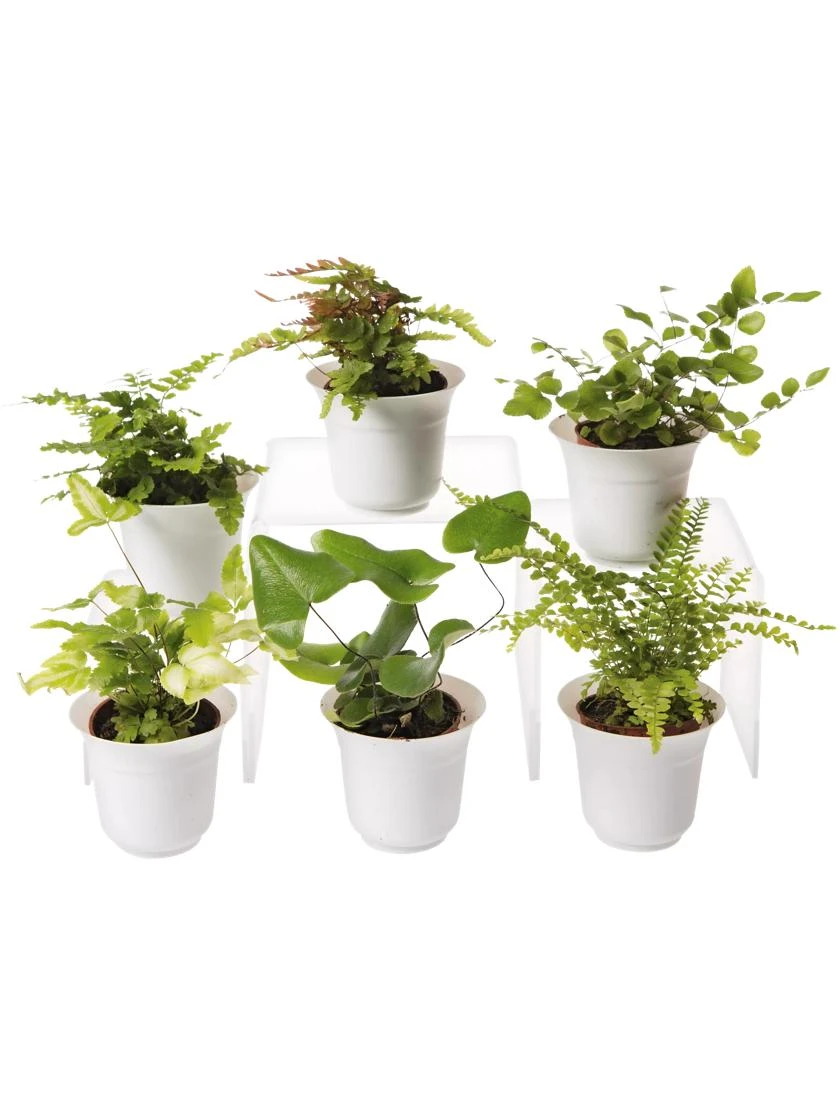 Fern Terrarium Plant Collection, Set of 6 Fern Terrarium Plant Collection, Set Of 6 -Gardene Supply Sales 8591771 3591 tif