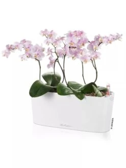 Lechuza® Delta Self-Watering Windowsill Planters -Gardene Supply Sales 8592361 02V tif