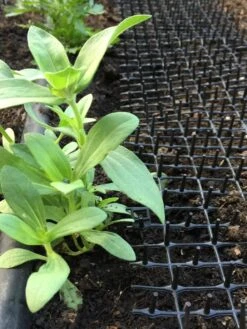 Cat Scat Mat -Gardene Supply Sales 8592448 03CUST tif