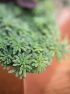 Tall Rectangular Copper Plant Tray, 18" X 5" X 4" -Gardene Supply Sales 8593534 4601 tif