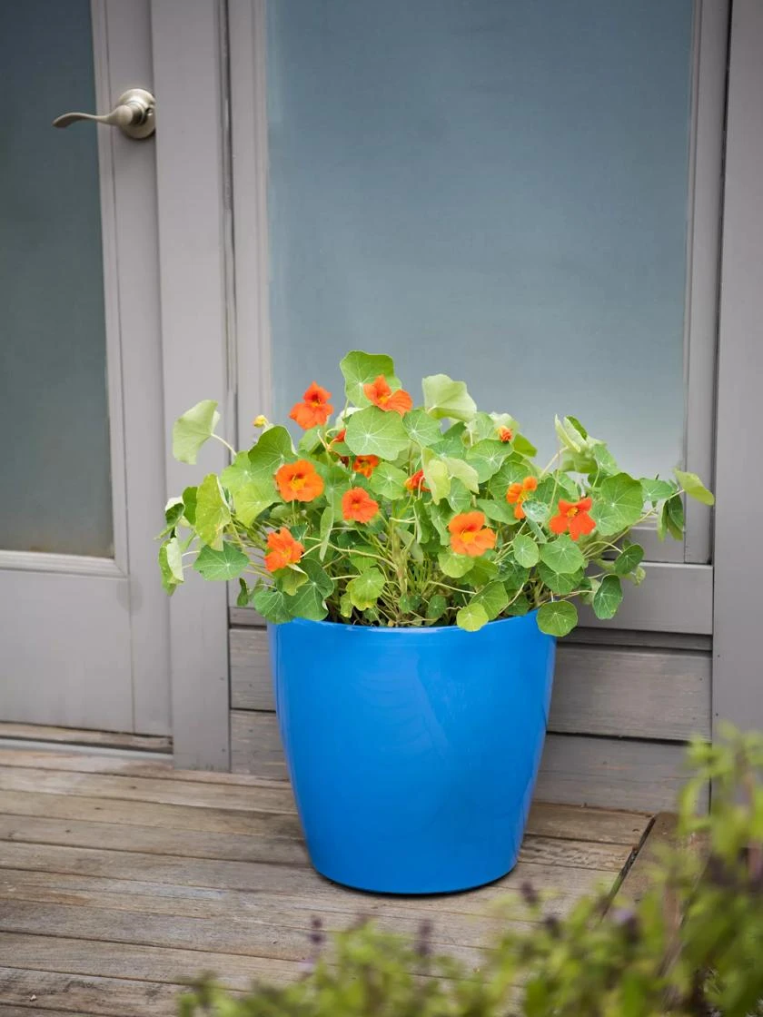 Viva Round Self-Watering Rolling Planter, 17.25” Diameter Viva Round Self-Watering Rolling Planter, 17.25” Diameter -Gardene Supply Sales 8594077 0087 tif