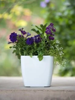 Viva Square Self-Watering Planter, 7" Diameter -Gardene Supply Sales 8595223 1118 tif