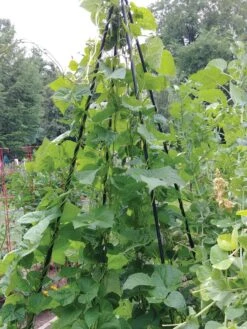 Titan Teepee Trellis -Gardene Supply Sales 8595757 01EMP tif