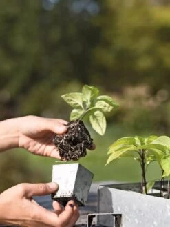 Galvanized Seed Starting Tray -Gardene Supply Sales 8595893 4378 tif