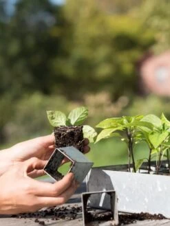 Galvanized Seed Starting Tray -Gardene Supply Sales 8595893 4382 tif
