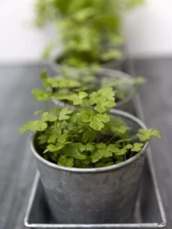 Galvanized Herb Planters With Rectangular Tray -Gardene Supply Sales 8595903 advice 1777 tif