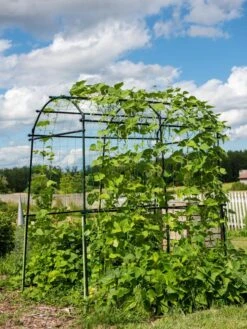 Titan Squash Tunnel 4 Titan Squash Tunnel -Gardene Supply Sales 8596276 0133 tif