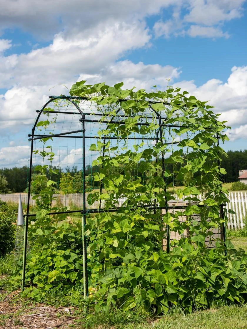 Titan Squash Tunnel Titan Squash Tunnel -Gardene Supply Sales 8596276 0133 tif