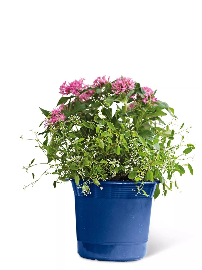 Eezy Gro Self-Watering Planters Eezy Gro Self-Watering Planters -Gardene Supply Sales 8596425 103 tif