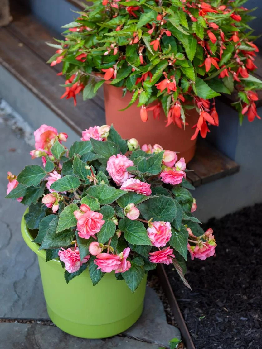 Eezy Gro Self-Watering Planters Eezy Gro Self-Watering Planters -Gardene Supply Sales 8596427 0034 tif