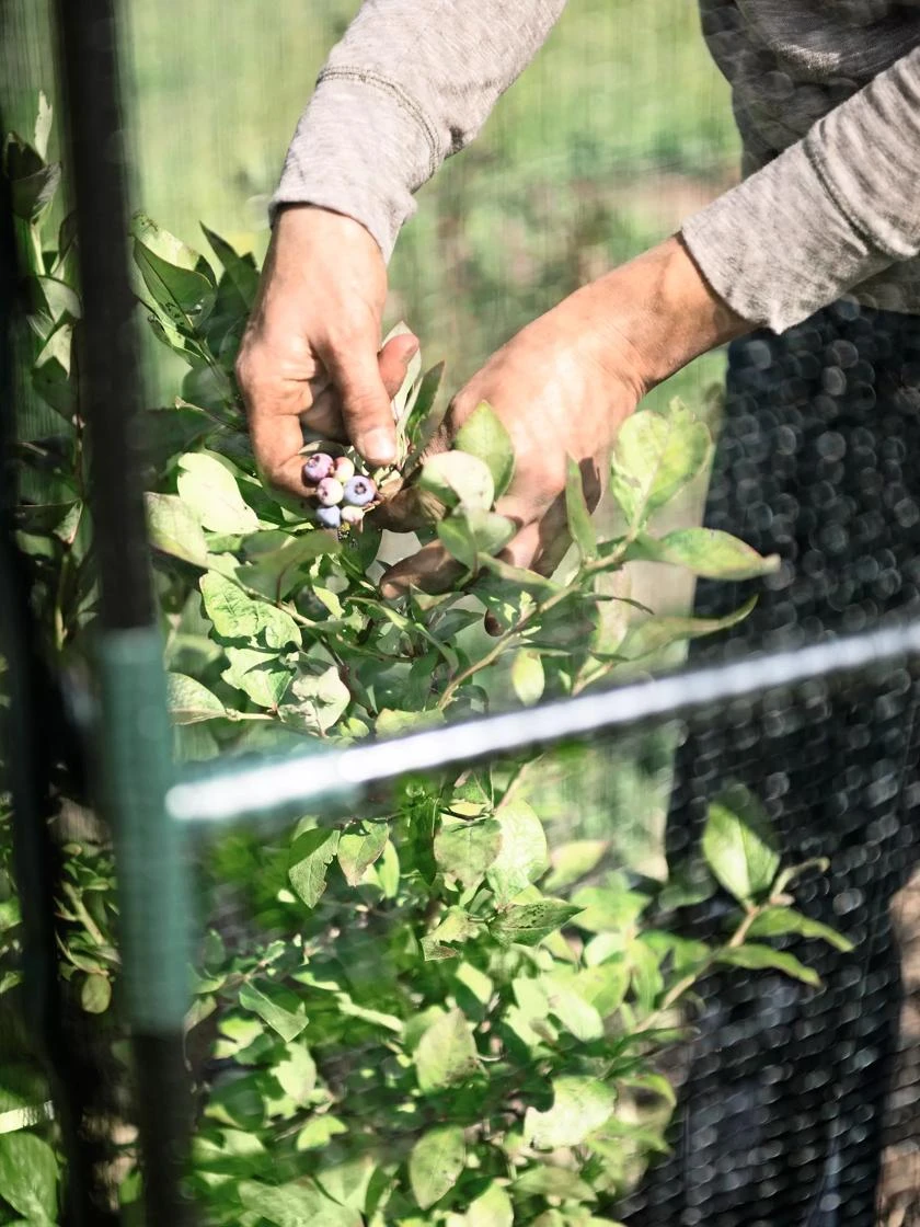 Crop Cage, 4' x 4' Crop Cage, 4' X 4' -Gardene Supply Sales 8596540 8980 tif