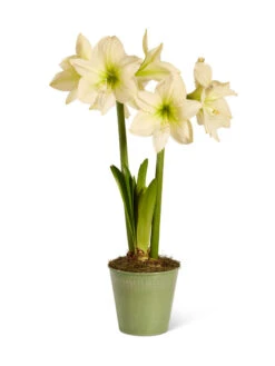 Star Potted Amaryllis 6 Star Potted Amaryllis -Gardene Supply Sales 8597478 2022 lemonstar silo lemon star potted amaryllis