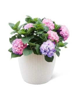 Weave Self-Watering Round Planter, 17" White -Gardene Supply Sales 8598372 3002 tif