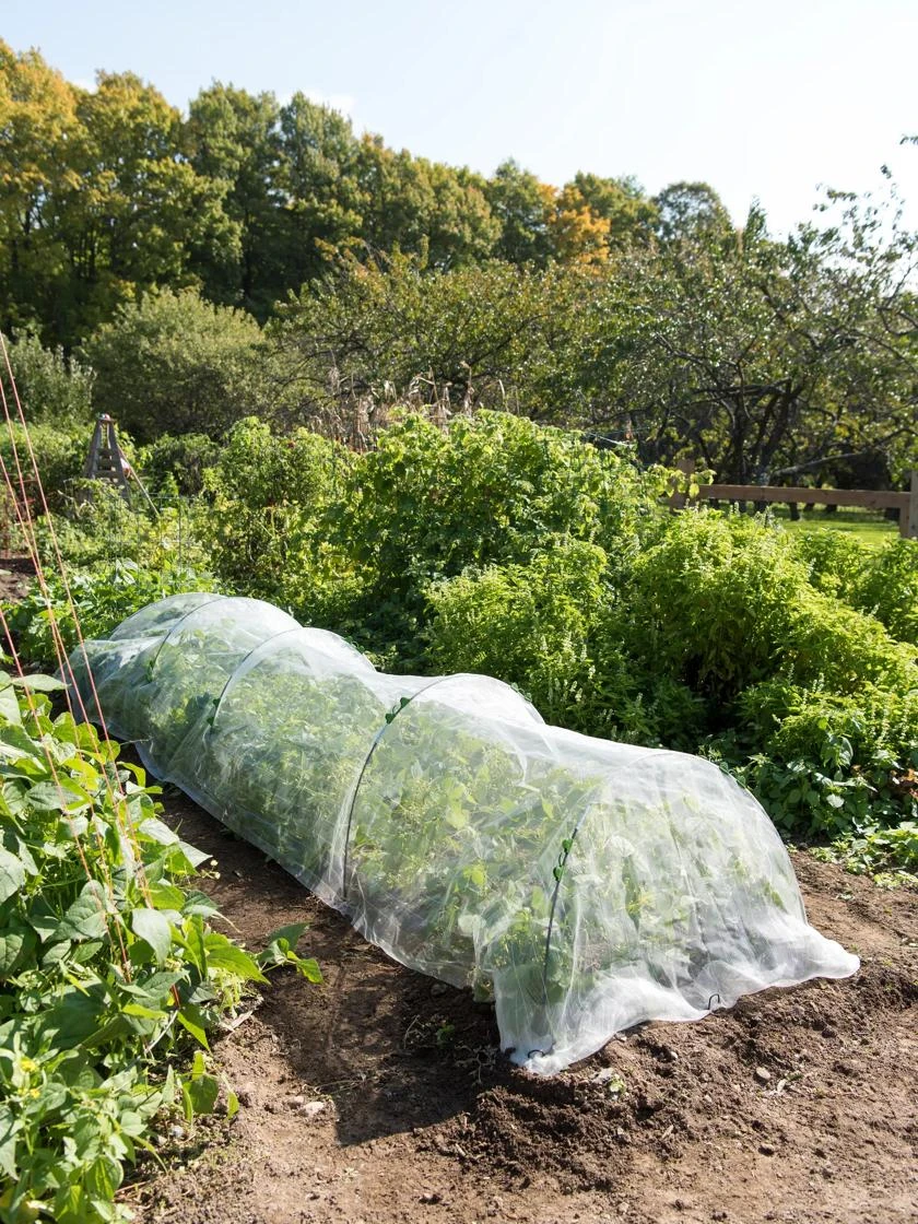 Insect Protection Tunnel Insect Protection Tunnel -Gardene Supply Sales 8598536 8225 tif