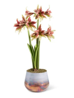 Cybister Potted Amaryllis 4 Cybister Potted Amaryllis -Gardene Supply Sales 8598561 mystica 2021 13