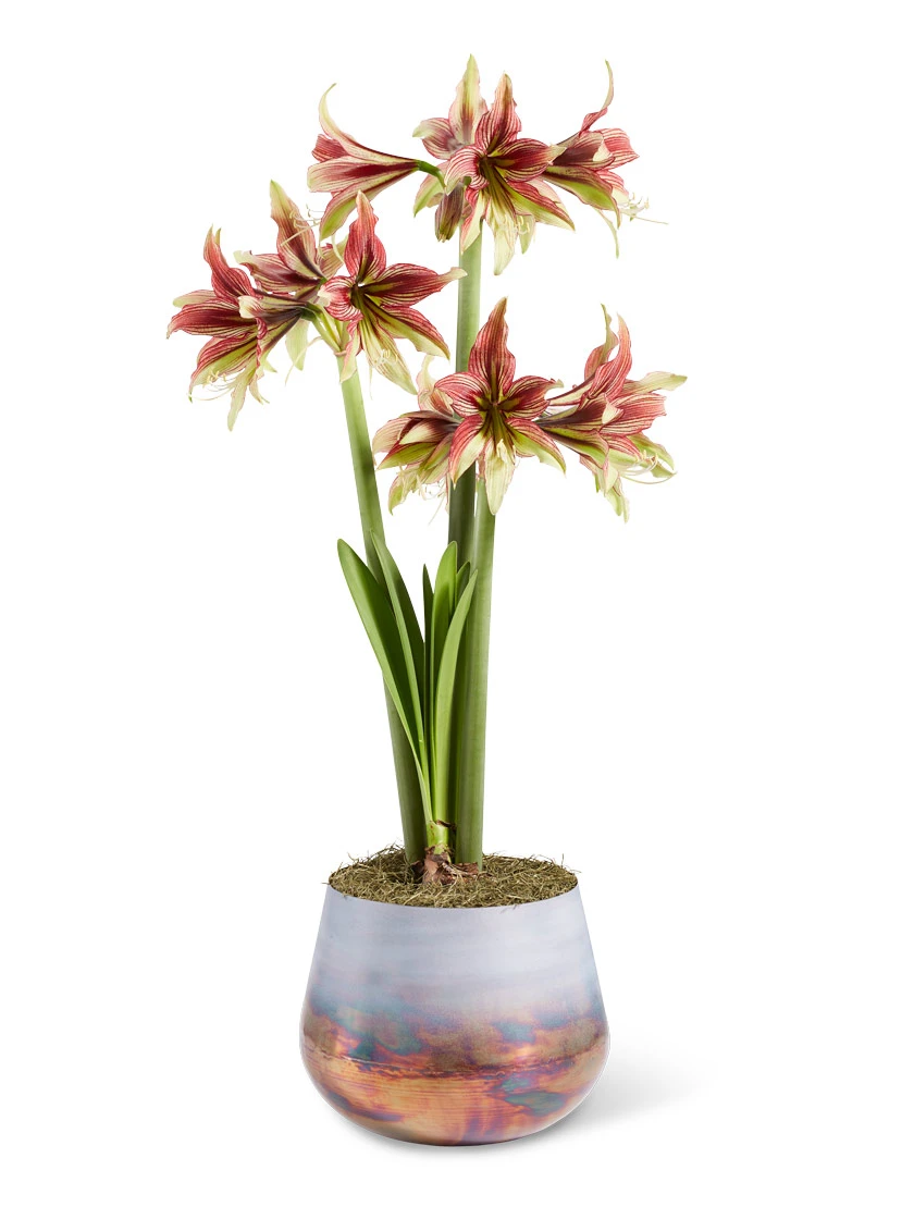 Cybister Potted Amaryllis Cybister Potted Amaryllis -Gardene Supply Sales 8598561 mystica 2021 13