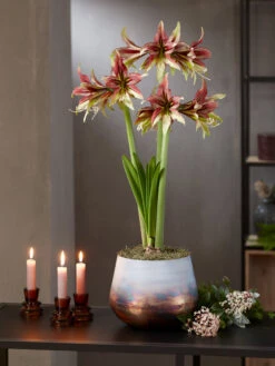 Cybister Potted Amaryllis 3 Cybister Potted Amaryllis -Gardene Supply Sales 8598561 mystica 2021 14