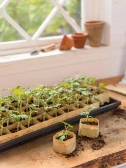 Paper Pots, 50 Cell -Gardene Supply Sales 8599830 0502 paper pots 50 cell tif