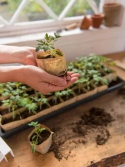 Paper Pots, 50 Cell -Gardene Supply Sales 8599830 0507 tif