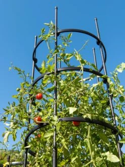 Titan Tall Tomato Cages, Set Of 3 -Gardene Supply Sales 8599860 0066 tif