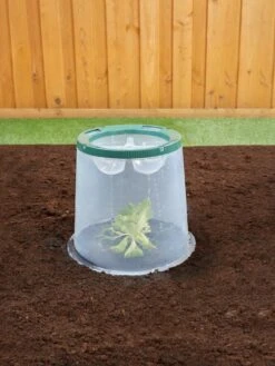 Sunny Forcing Cloches, Set Of 3 5 Sunny Forcing Cloches, Set Of 3 -Gardene Supply Sales 8600075 02V tif
