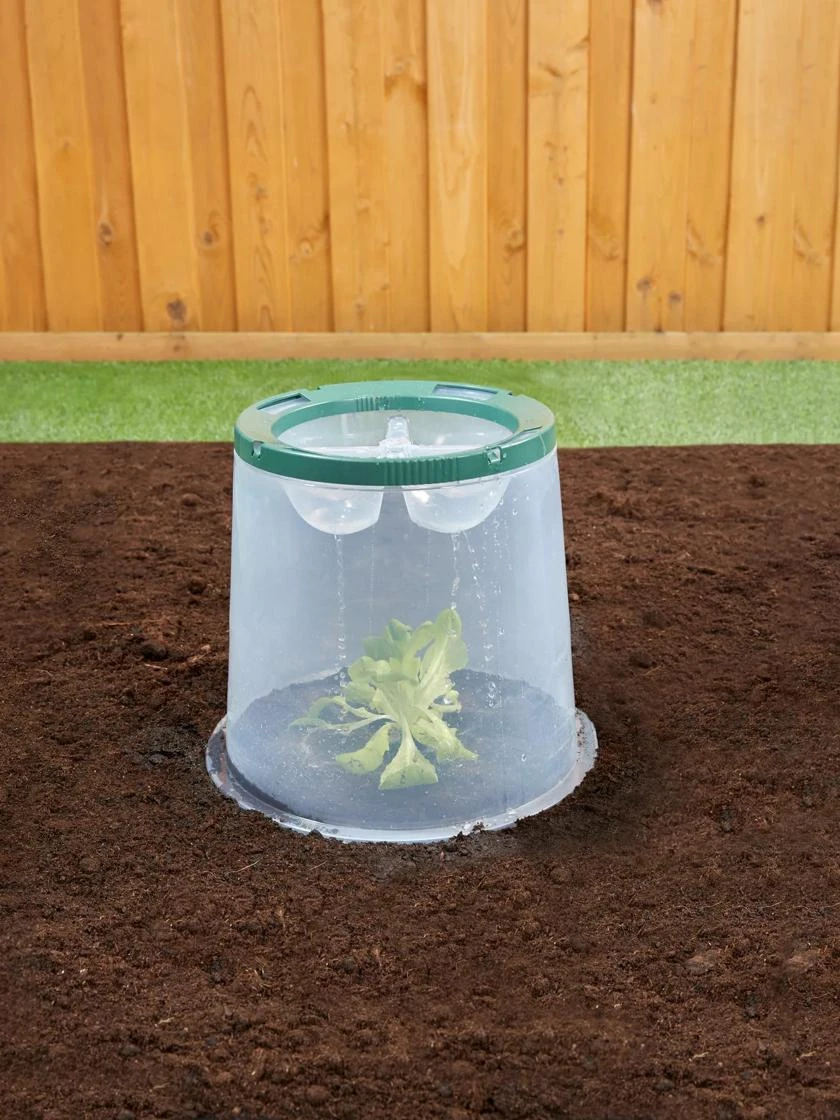 Sunny Forcing Cloches, Set of 3 Sunny Forcing Cloches, Set Of 3 -Gardene Supply Sales 8600075 02V tif