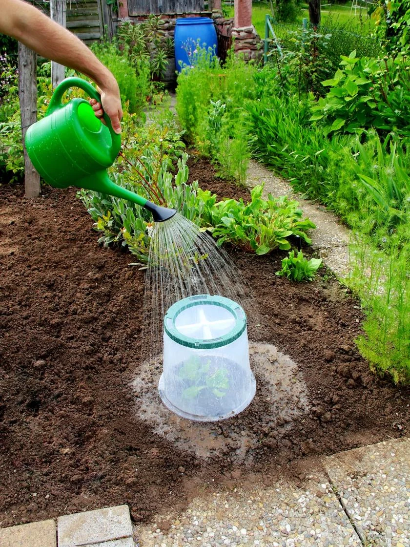 Sunny Forcing Cloches, Set of 3 Sunny Forcing Cloches, Set Of 3 -Gardene Supply Sales 8600075 04V tif