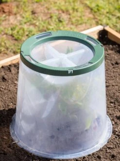 Sunny Forcing Cloches, Set Of 3 4 Sunny Forcing Cloches, Set Of 3 -Gardene Supply Sales 8600075 0734 tif