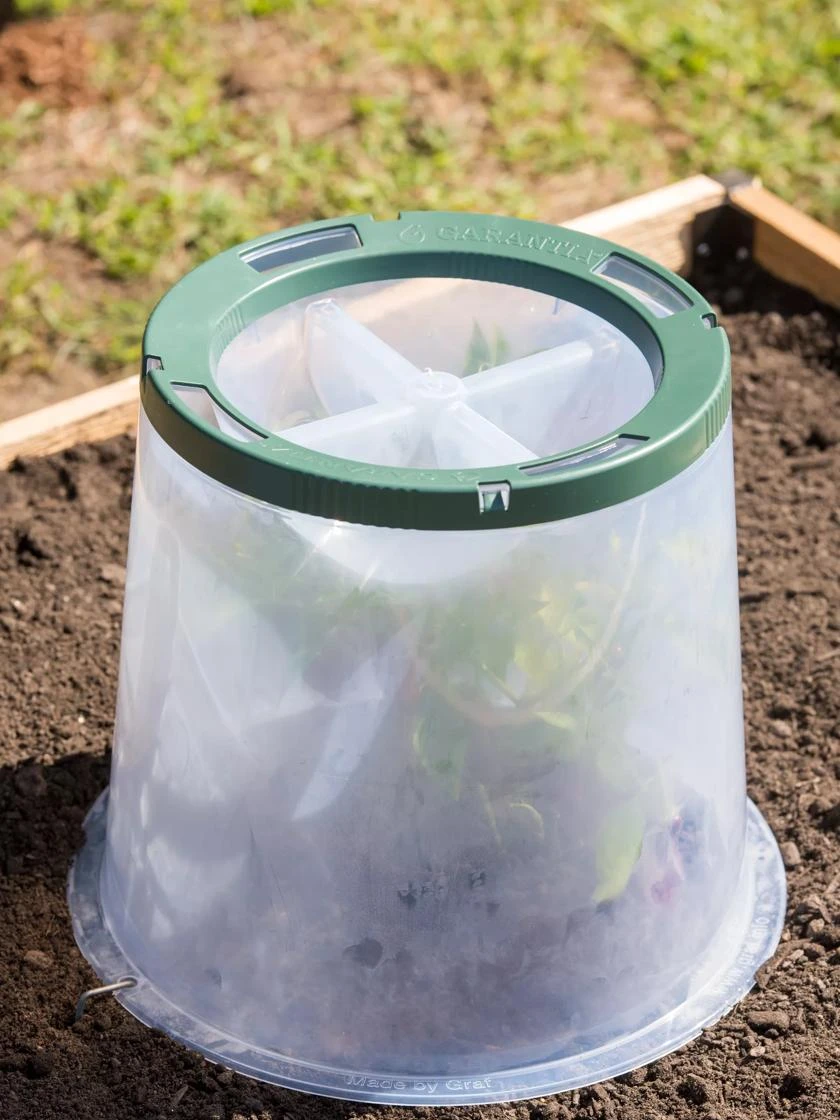 Sunny Forcing Cloches, Set of 3 Sunny Forcing Cloches, Set Of 3 -Gardene Supply Sales 8600075 0734 tif