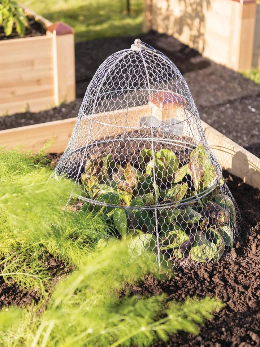 Chicken Wire Cloche with Extension Chicken Wire Cloche With Extension -Gardene Supply Sales 8600116 0482 tif