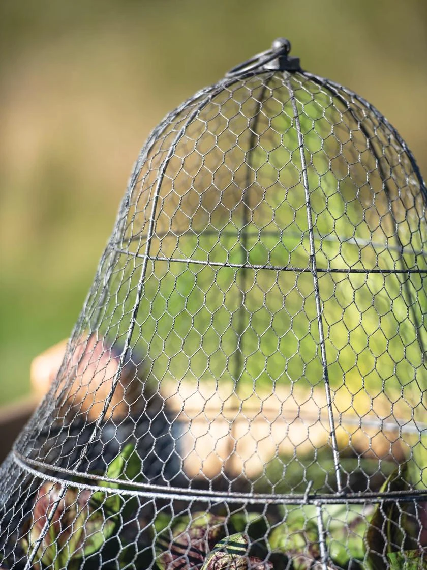 Chicken Wire Cloche with Extension Chicken Wire Cloche With Extension -Gardene Supply Sales 8600116 0607 tif
