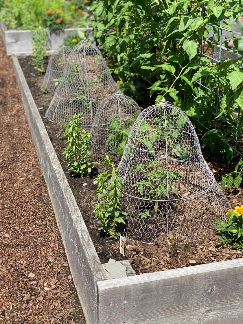Chicken Wire Cloche with Extension Chicken Wire Cloche With Extension -Gardene Supply Sales 8600116 4930 tif