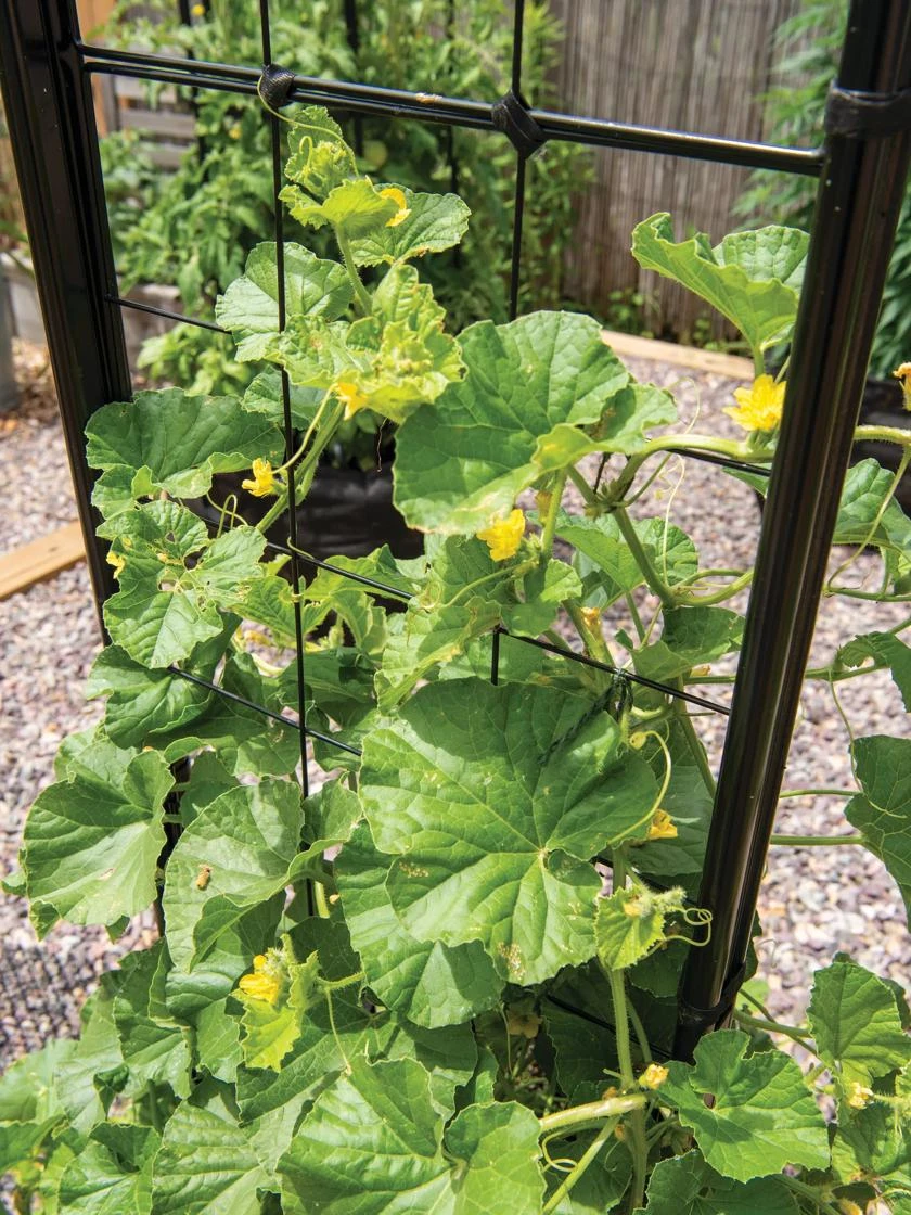 Gardener’s Victory Self-Watering Planter with Vine Trellis Gardener’s Victory Self-Watering Planter With Vine Trellis -Gardene Supply Sales 8600176 6853