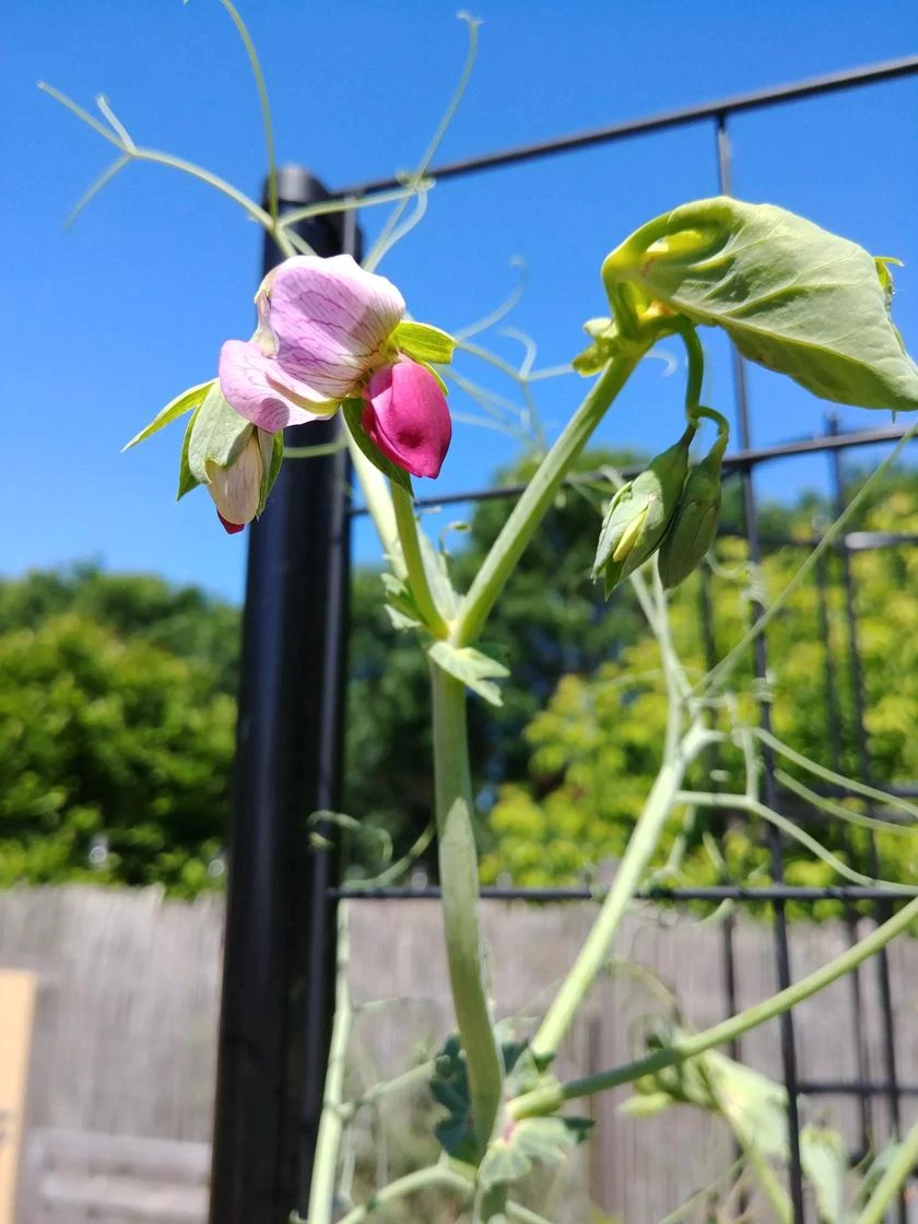Gardener’s Victory Self-Watering Planter Garden with Vine Trellis Gardener’s Victory Self-Watering Planter Garden With Vine Trellis -Gardene Supply Sales 8600177 6588 tif 1