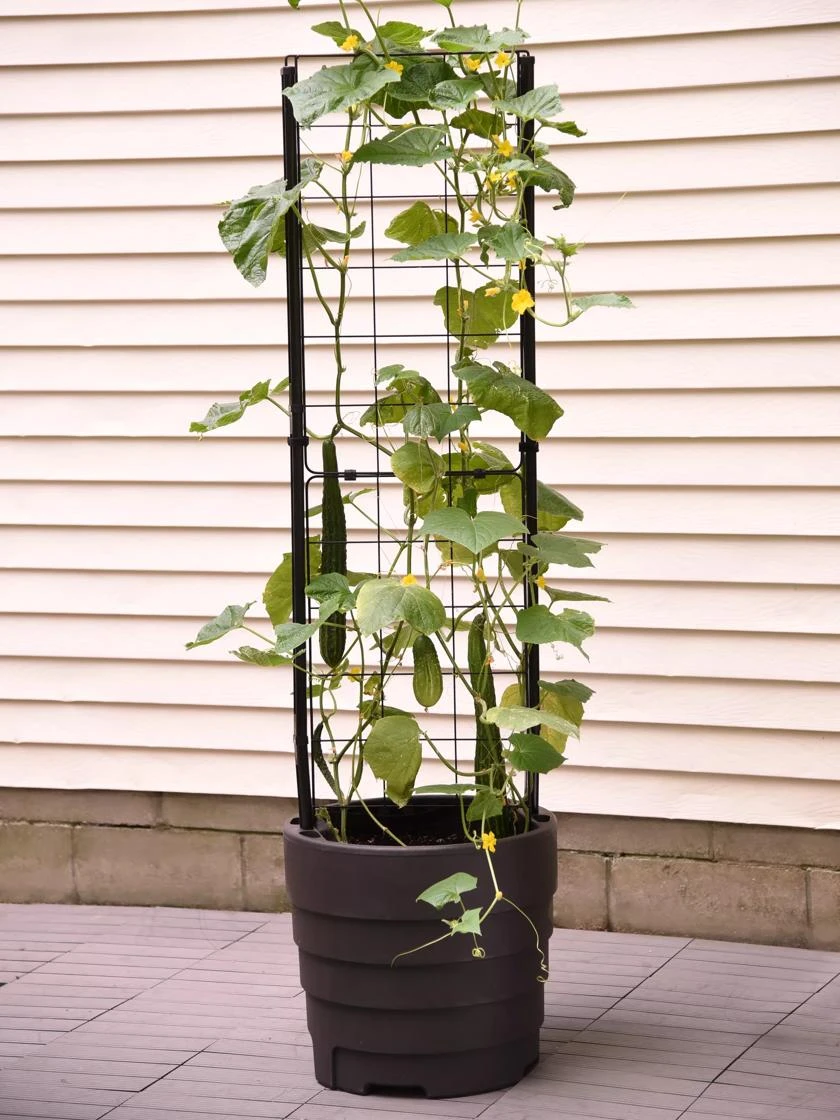 Gardener’s Victory Self-Watering Planter with Vine Trellis Gardener’s Victory Self-Watering Planter With Vine Trellis -Gardene Supply Sales 8600177 9876 tif