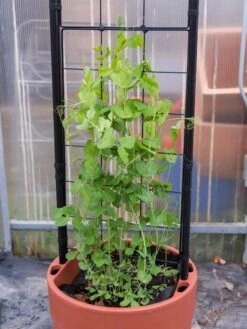 Gardener’s Victory Self-Watering Planter With Vine Trellis 5 Gardener’s Victory Self-Watering Planter With Vine Trellis -Gardene Supply Sales 8600178 5000 tif