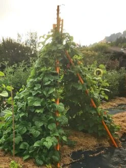 Annabel Tipi Trellis -Gardene Supply Sales 8600521 02V tif