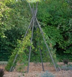 Annabel Tipi Trellis -Gardene Supply Sales 8600521 07V jpg