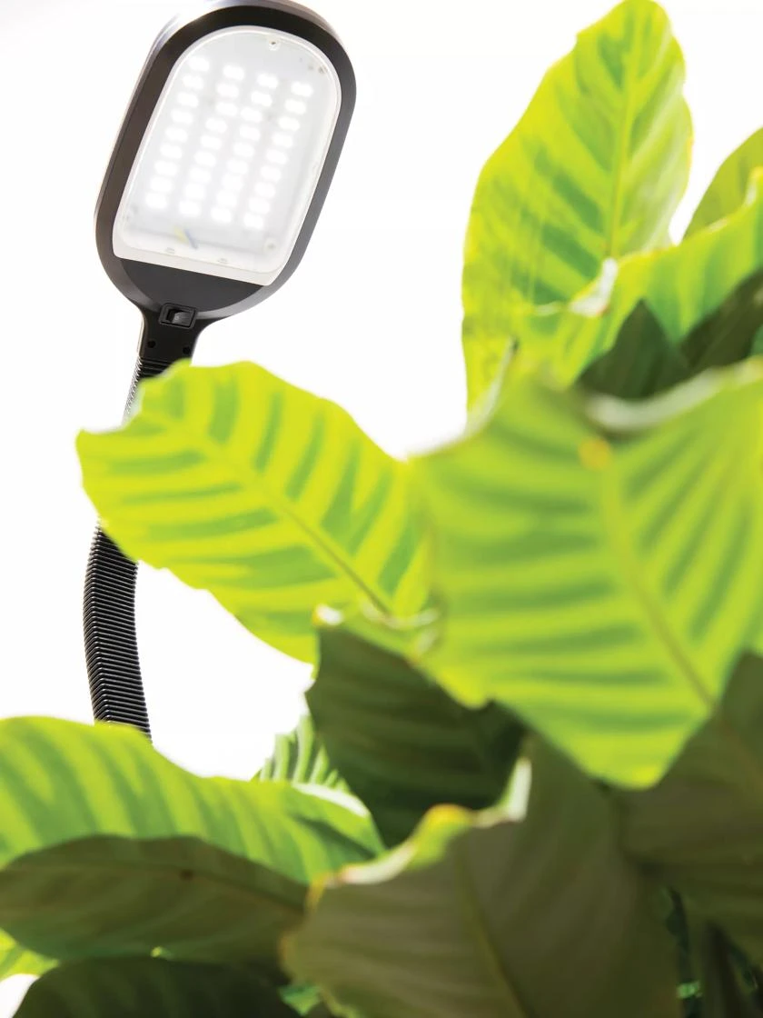 Agrobrite Floor LED Plant Lamp Agrobrite Floor LED Plant Lamp -Gardene Supply Sales 8608870 0320 tif