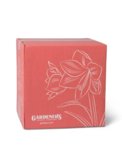 Amaryllis Planting Kit -Gardene Supply Sales 8608878 755