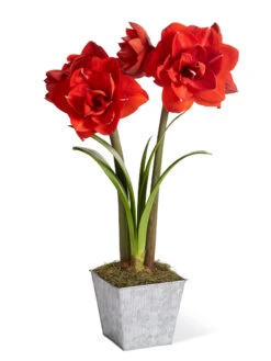 Amaryllis Planting Kit -Gardene Supply Sales 8608878 diykit 2021 01