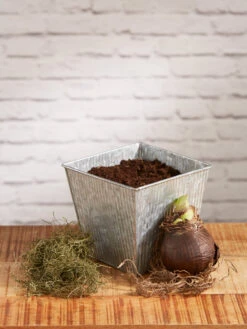 Amaryllis Planting Kit -Gardene Supply Sales 8608878 diykit 2021 02