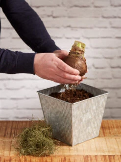 Amaryllis Planting Kit -Gardene Supply Sales 8608878 diykit 2021 03