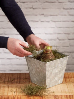 Amaryllis Planting Kit -Gardene Supply Sales 8608878 diykit 2021 04