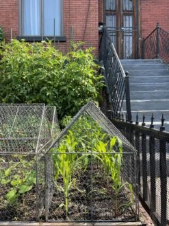 Chicken Wire Crop Coop -Gardene Supply Sales 8609080 02CUST tif