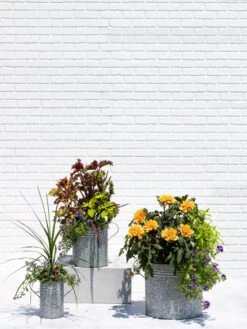 Metal Bucket Planters -Gardene Supply Sales 8609085 0852 tif