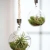 Mini Blown-Glass Hanging Terrarium, Set Of 2